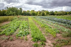 Veganer Ökolandbau – wie geht das denn?