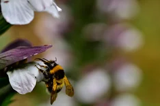 Feldhummel (Bombus ruderatus, FABRICIUS 1775)