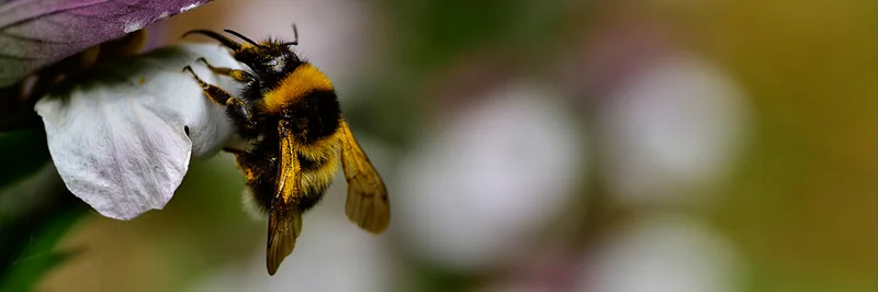 Feldhummel