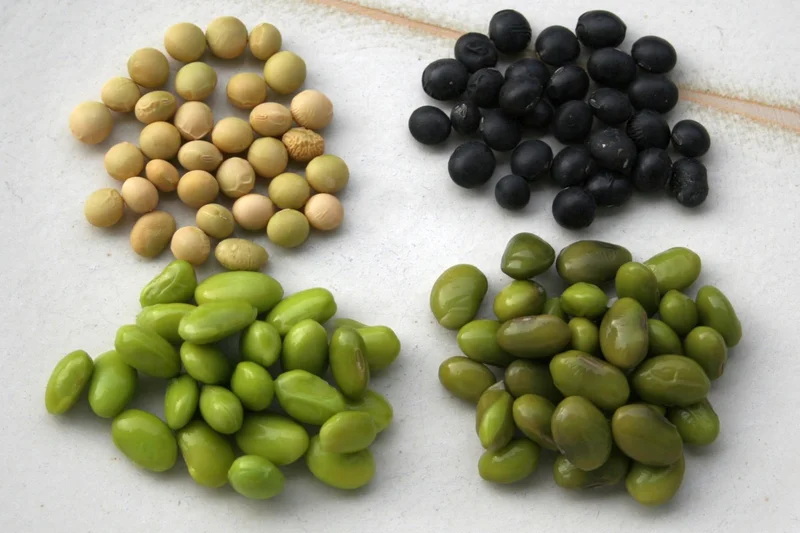 Samen verschiedener Edamame-Sorten. Klick führt zu Großansicht.