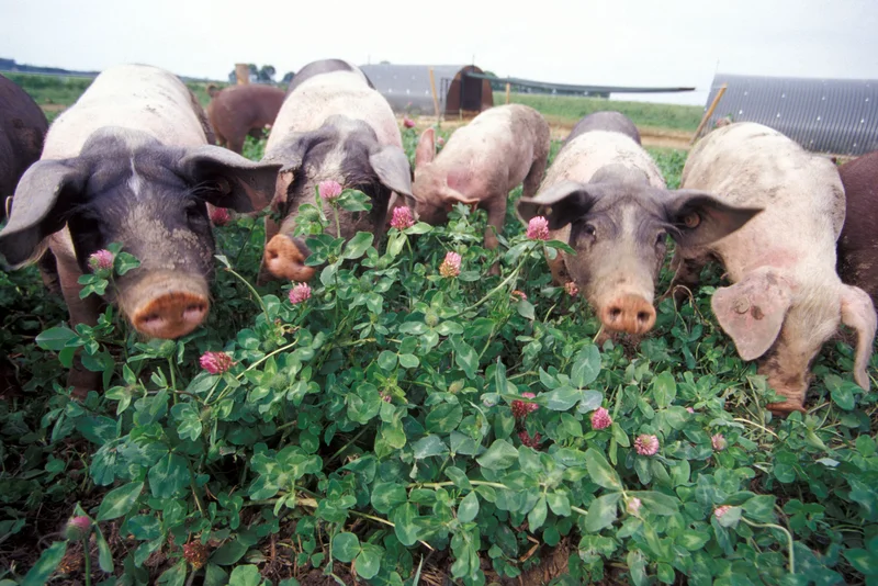 Schweine auf einer Weide