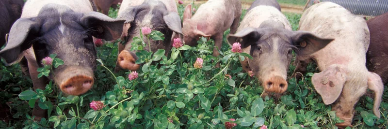 Schweine, Foto: Dominic Menzler, BLE