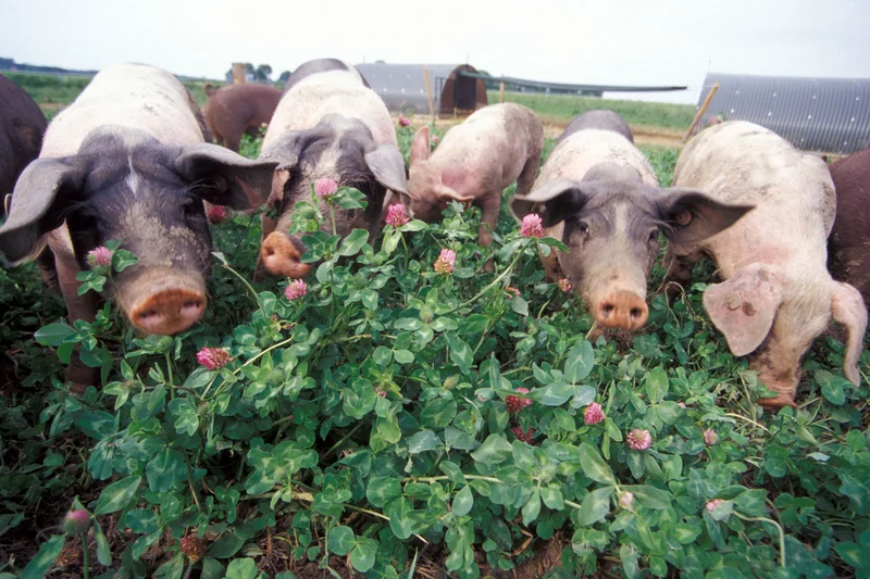 Freiland-Schweine im Kleegras. Klick führt zu Großansicht im neuen Fenster.