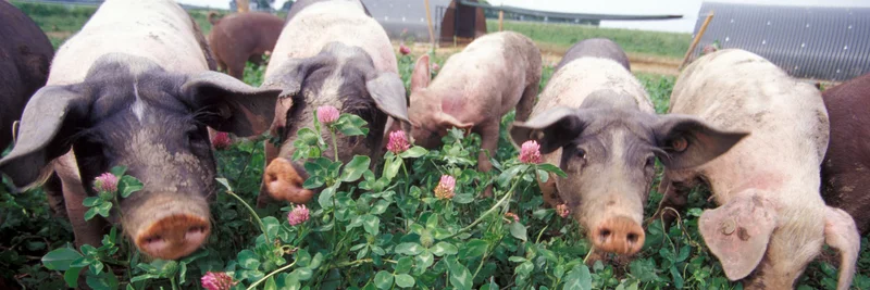 Schweine, Foto: Dominic Menzler, BLE