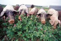 Tiere auf dem Biobauernhof