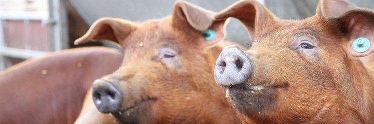 Schweine, Foto: Dottenfelderhof