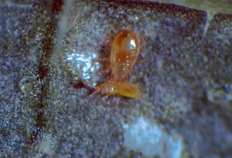 Amblyseius swirskii (Raubmilbenart)