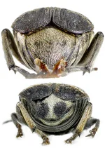 Hinterleibsenden von Erbsenkäfer und Ackerbohnenkäfer