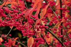 Pflanze des Monats Oktober 2024: Europäisches Pfaffenhütchen (Euonymus europaeus)