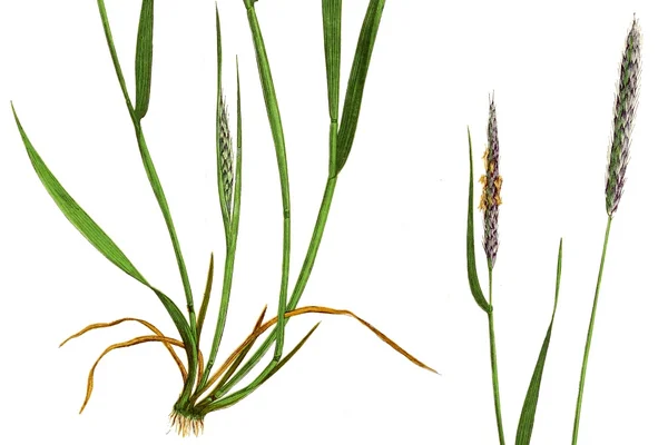 Ackerfuchsschwanz Alopecurus myosuroides