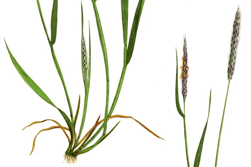 Ackerfuchsschwanz (Alopecurus myosuroides)