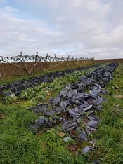 Gemüsefeld mit Kohl und Co. Klick führt zu Großansicht im neuen Fenster.