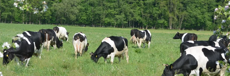Deutsches Schwarzbuntes Niederungsrind (DNS) auf einer Weide.