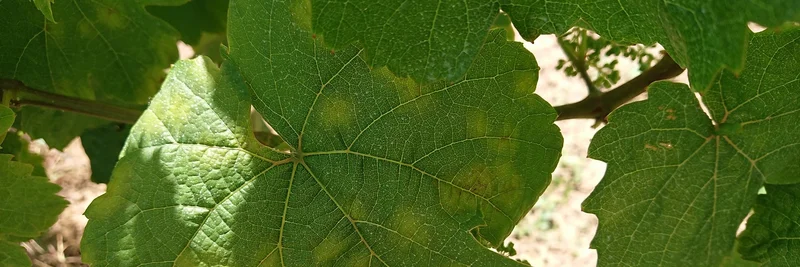 Infektion des Falschen Mehltaus an der Sorte Riesling.