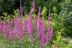Pflanze des Monats Januar 2024: Der Blutweiderich (Lythrum salicaria)