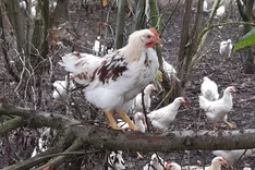 Bio-Verarbeitungsfleisch aus Legehenne und Bruderhahn