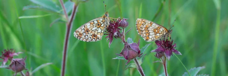 Schmetterlinge auf Blüten des Sumpf-Blutauges.