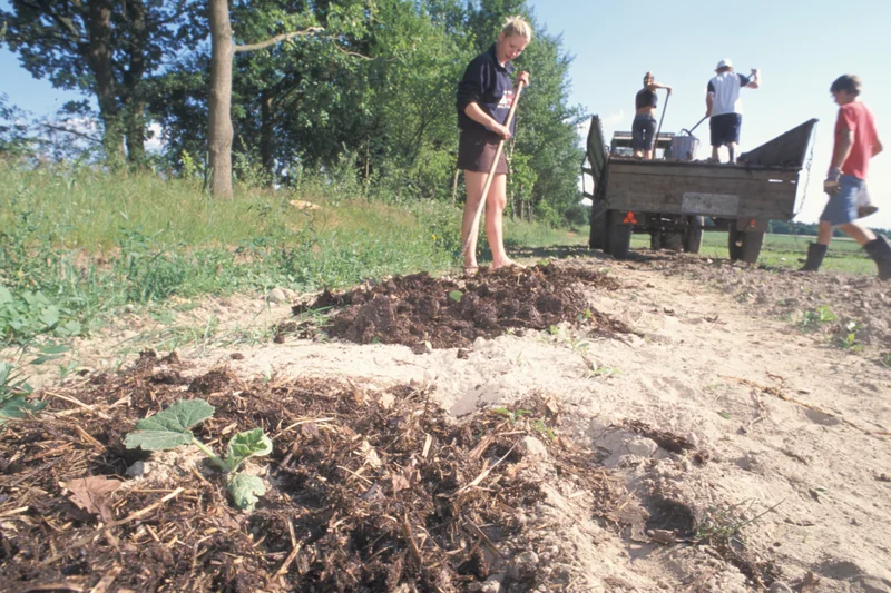 Junge Menschen auf einem Acker, die Jungpflanzen pflanzen. Klick führt zu Großansicht.