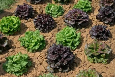 Wie viel Öko steckt im Gartenbaustudium an der FH Erfurt?