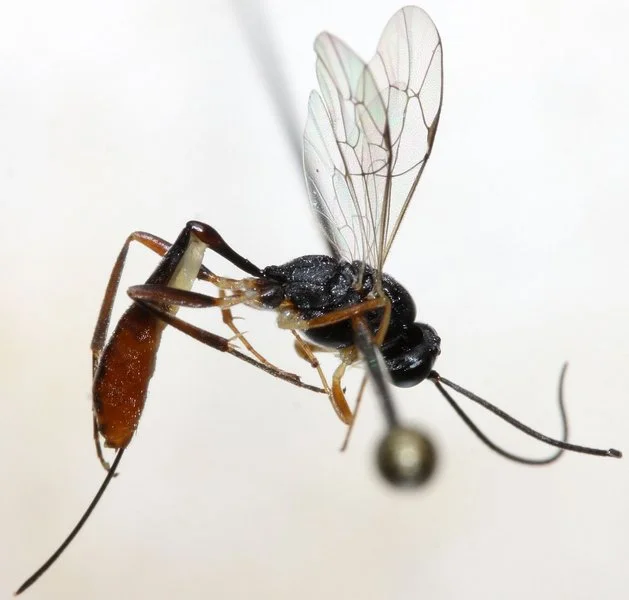 Mehlmotten-Ichneumon (Venturia canescens)
