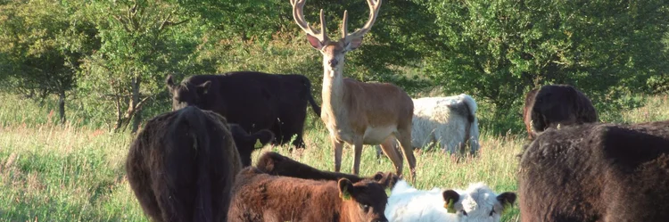 Rinder und Hirsch auf der Weide. 