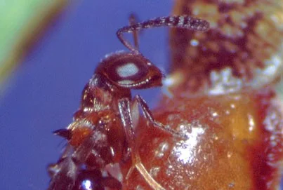 Encyrtus lecaniorum (Schlupfwespenart)