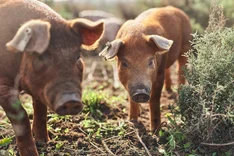 Schweinepatenschaften als Chance für Bio-Betriebe?