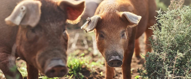 Freilandschweine