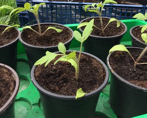 Tomatenpflänzchen im Topf. Klick führt zu Großansicht im neuen Fenster.
