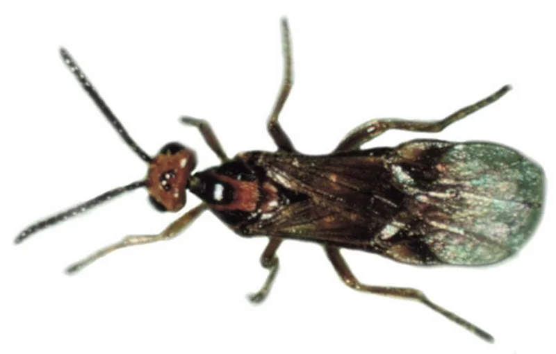 Mehlmottenschlupfwespe (Habrobracon hebetor)