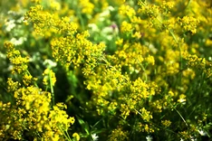 Die Pflanze des Monats Juli 2025: Echtes Labkraut (Galium verum)