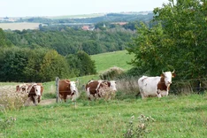 Bio-Weidehaltung auf extensiven Flächen optimieren