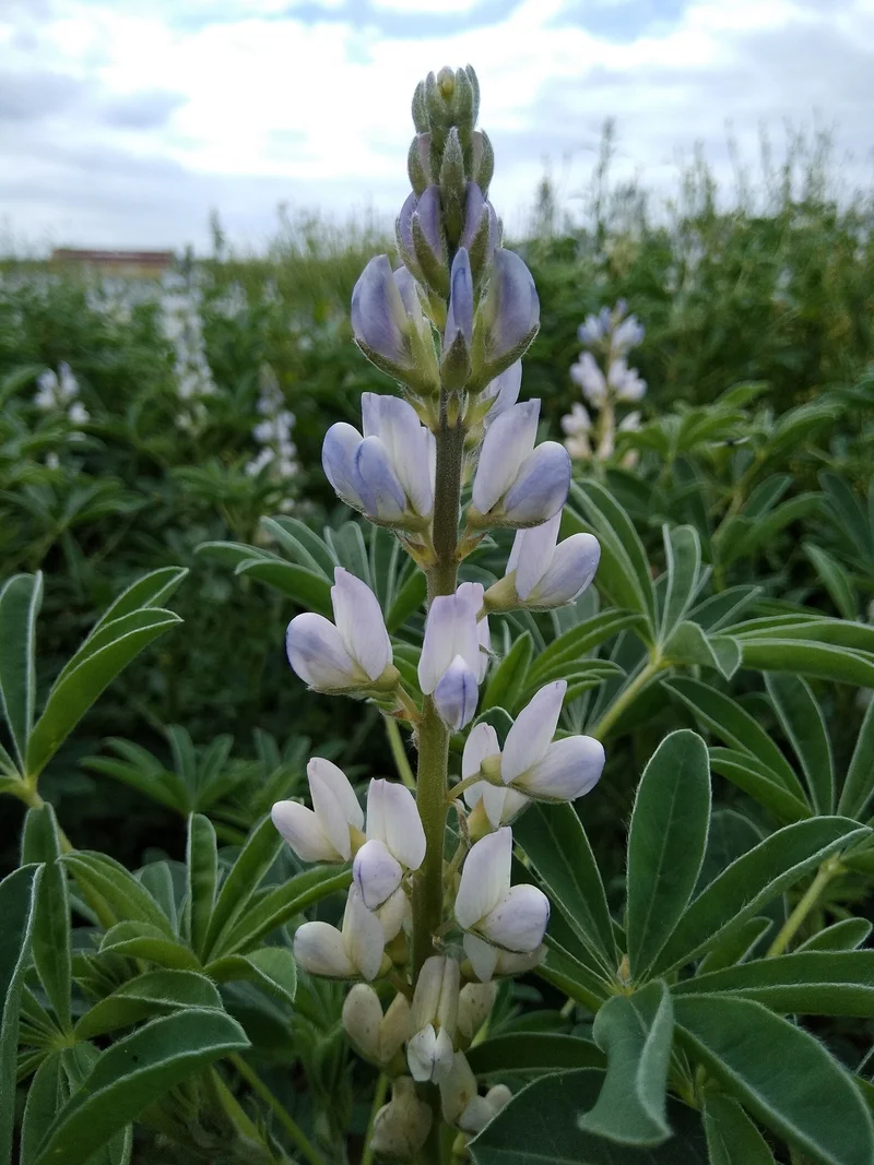 Lupinenpflanze. Klick führt zu Großansicht.
