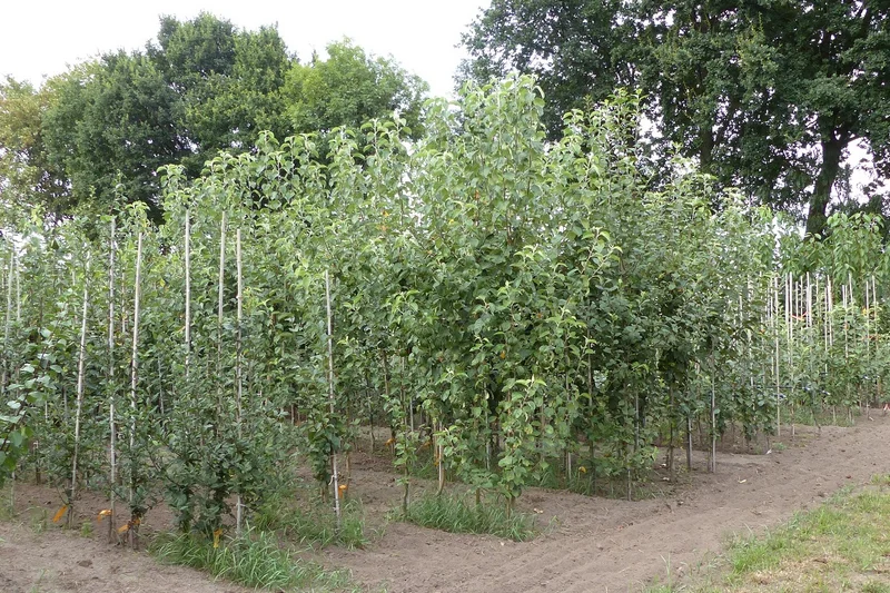 Obstbaum-Aufzucht. Klick führt zu Großansicht im neuen Fenster.