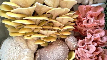 Verschiedene Edelpilze.