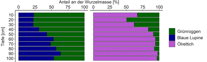 Grafik zu den Wurzelanteilen der Mischungspartner in Zwischenfrucht-Mischungen. Klick führt zu Großansicht in neuem Fenster, Schließen per ESC. 