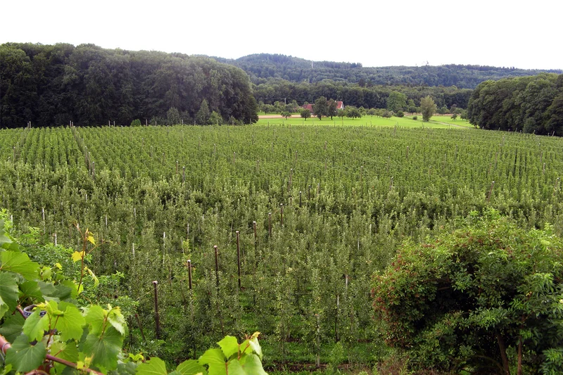 Reduzierung von Kupfer im ökologischen Hopfenanbau