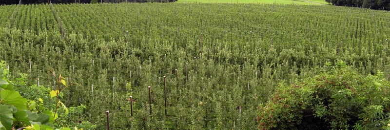 Hopfenfeld.