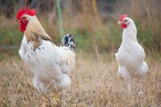 Welches Potenzial hat die Haltung von Zweinutzungshühnern im Öko-Landbau?