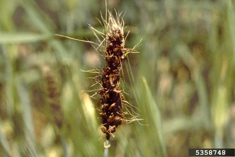Gerstenflugbrand (Ustilago nuda)