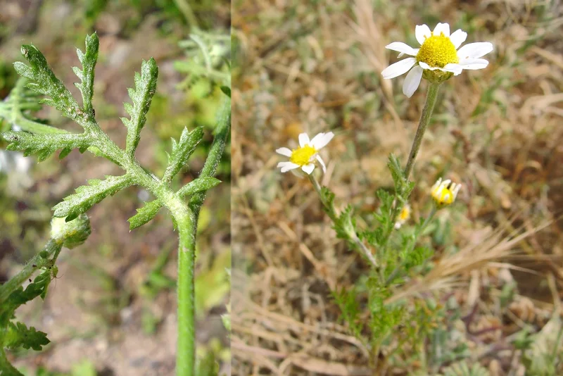 Acker-Hundskamille (Anthemis arvensis)