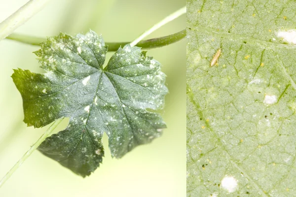 Thrips Schadbild unf Insekt an Hopfen