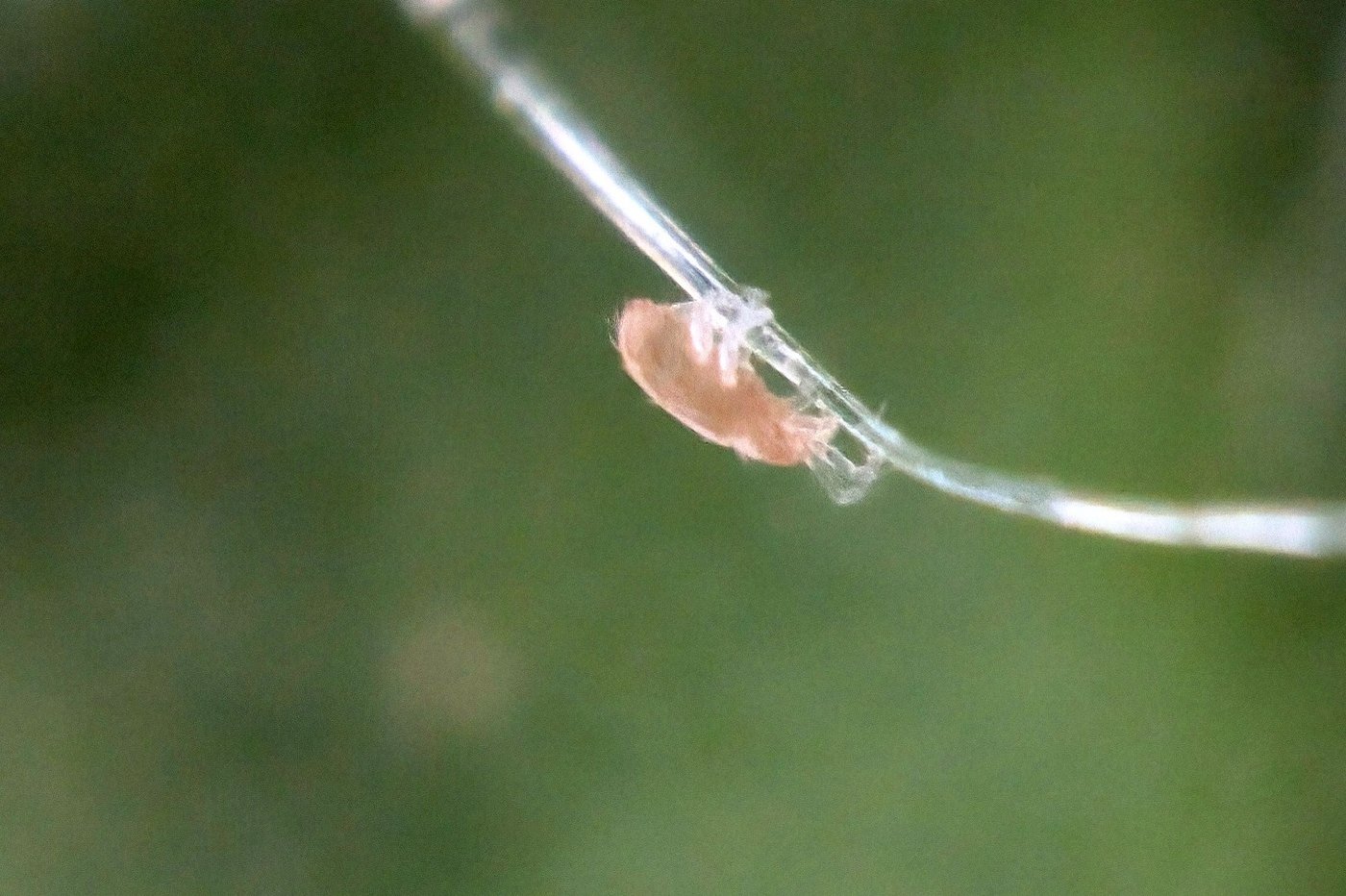 P. ubiquitus auf Tomatenhaar. Klick führt zu Großansicht im neuen Fenster.