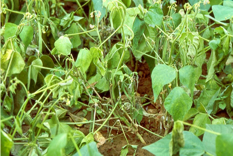 Sklerotinia an Buschbohnen. Klick führt zu Großansicht.
