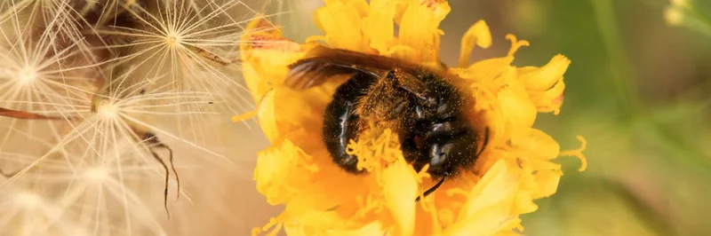 Große Zottelbiene in einer Blüte.