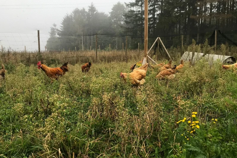 Tiergesundheit lokaler Hühnerrassen und ihrer Kreuzungen mit Leistungshennen