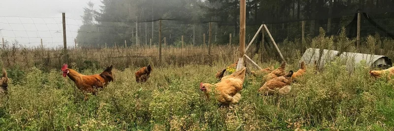 Hühner im Freiland.