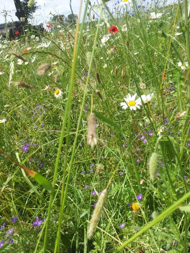 Blühwiese. 