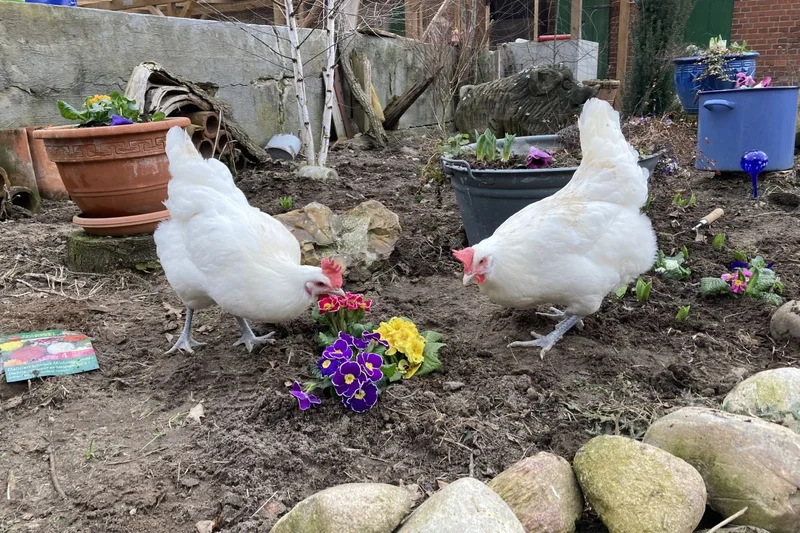 Zwei weiße Hühner im Blumenbeet