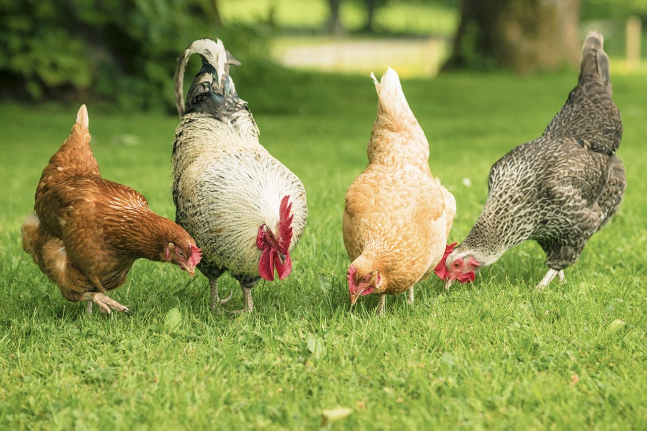 Drei Hühner und ein Hahn auf einer Wiese. Foto: georgeclerk / iStock / Getty Images